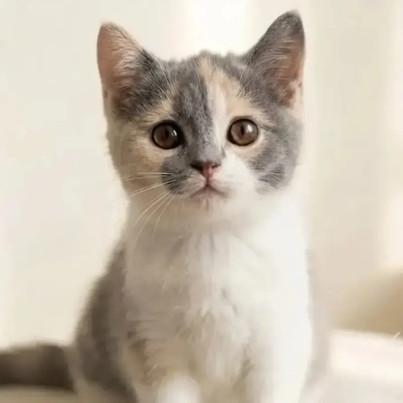 سكوتش ستريت — كاليكو كريم بلو وايت