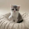 سكوتش ستريت — بلو وايت