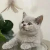 سكوتش ستريت